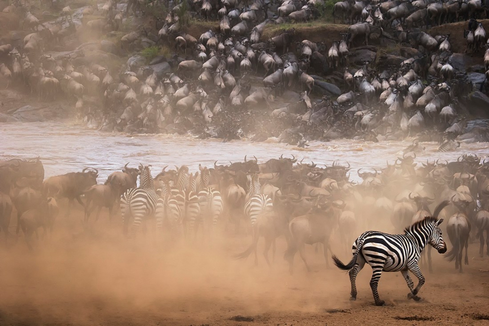 En güzel zebra fotoğrafları galerisi resim 10