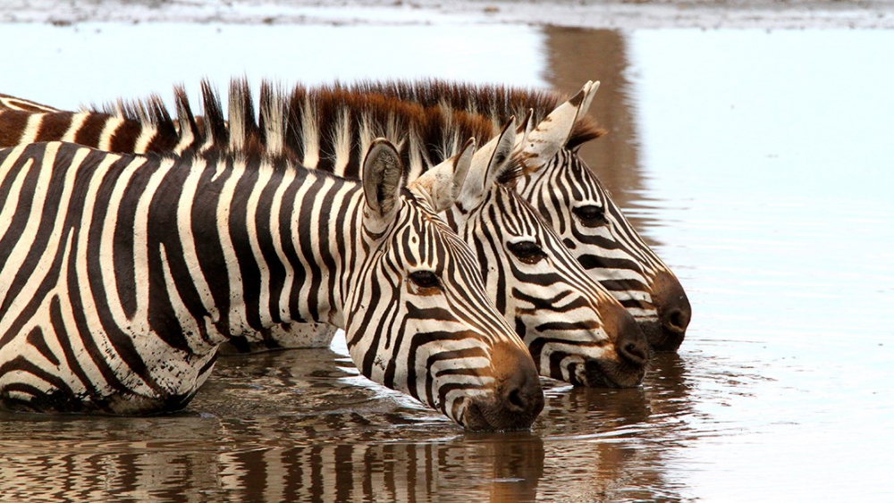 En güzel zebra fotoğrafları galerisi resim 15