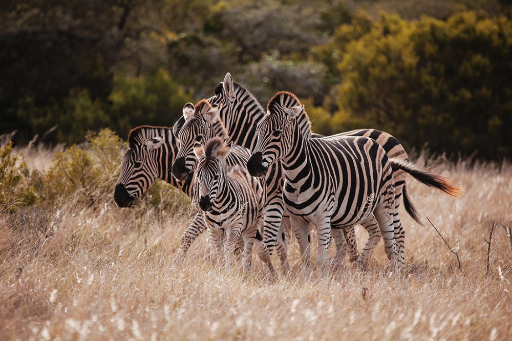 En güzel zebra fotoğrafları galerisi resim 4