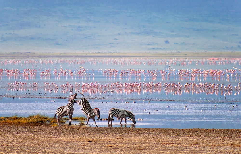 En güzel zebra fotoğrafları galerisi resim 5