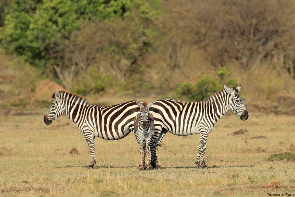 En güzel zebra fotoğrafları galerisi resim 6