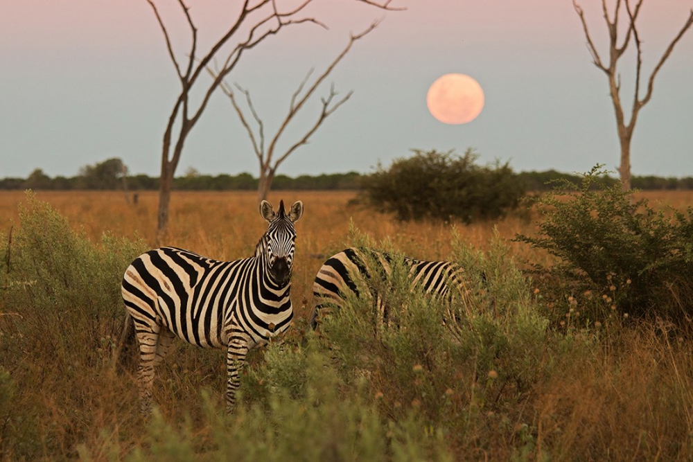 En güzel zebra fotoğrafları galerisi resim 8