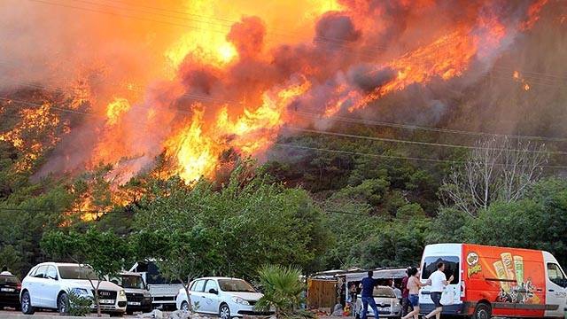 Antalya'da orman yangınında yanan hayvanlar galerisi resim 2