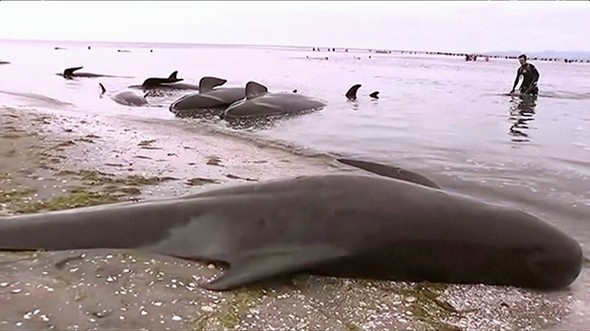 Yüzlerce balina intihar etti galerisi resim 1