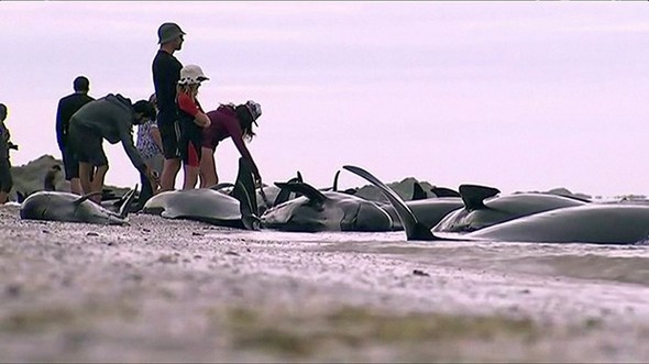 Yüzlerce balina intihar etti galerisi resim 10