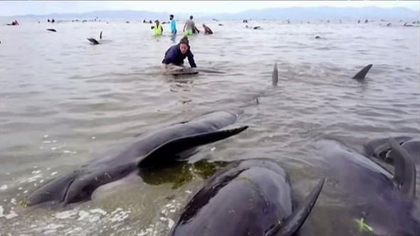 Yüzlerce balina intihar etti galerisi resim 11