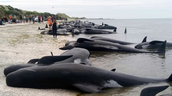 Yüzlerce balina intihar etti galerisi resim 2