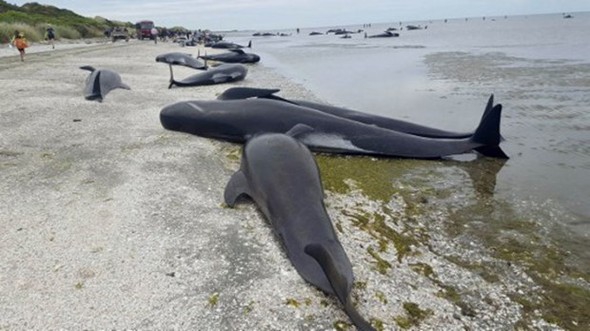 Yüzlerce balina intihar etti galerisi resim 3
