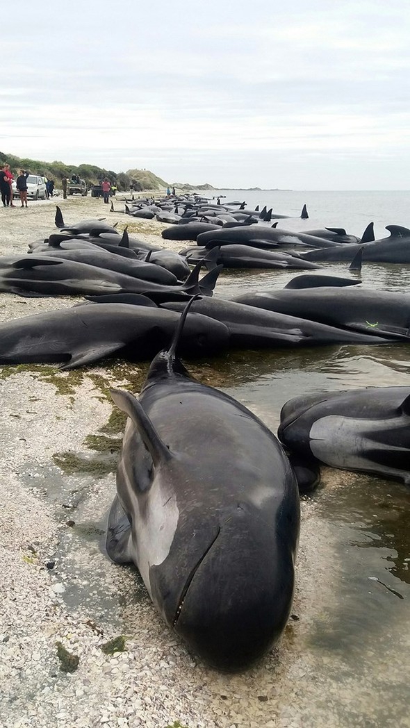 Yüzlerce balina intihar etti galerisi resim 4