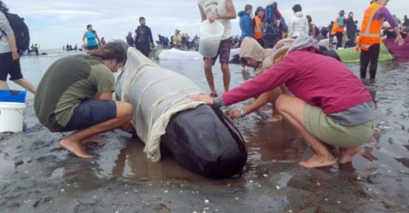 Yüzlerce balina intihar etti galerisi resim 5