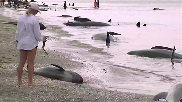 Yüzlerce balina intihar etti galerisi resim 7