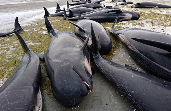 Yüzlerce balina intihar etti galerisi resim 9