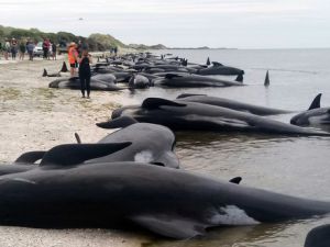 Yüzlerce balina intihar etti