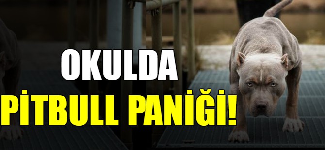 Okulda pitbull paniği!