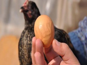 Bursa'da bu yumurta çok konuşuluyor!