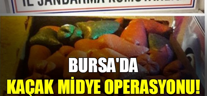 Bursa'da kaçak midye operasyonu!