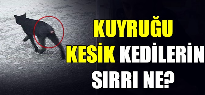 Kuyruğu kesik kedilerin sırrı ne?