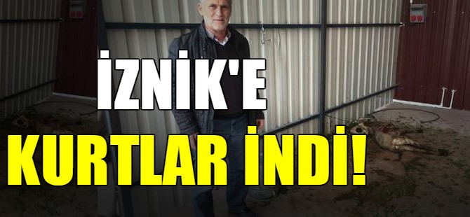 İznik'e kurtlar indi!