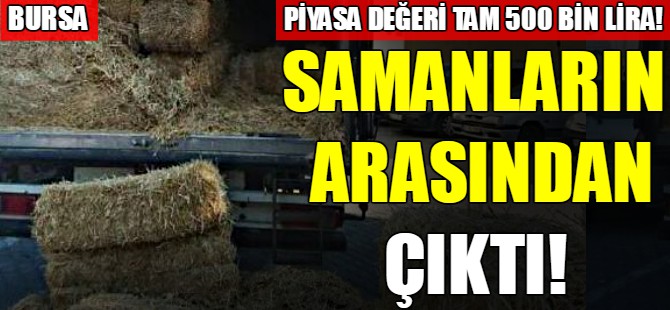 Samanların arasından çıktı!