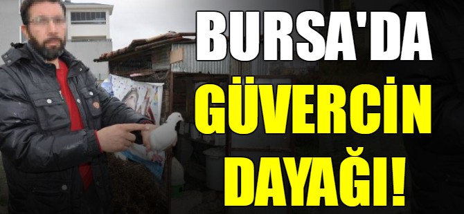 Bursa'da güvercin dayağı!