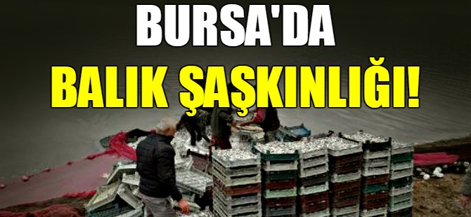 Bursa'da balık şaşkınlığı!