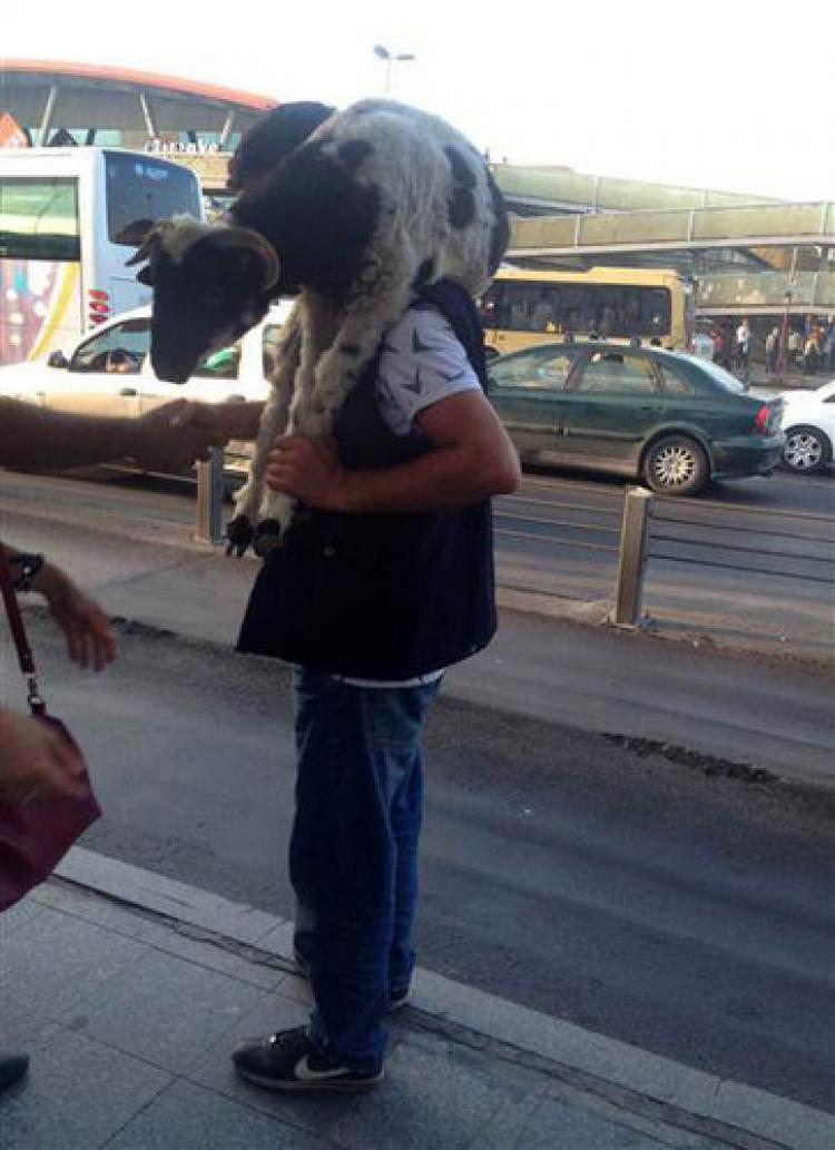 Kurbanlık koçu metrobüsle taşıdı