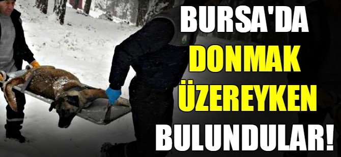 Donmak üzereyken bulundular!