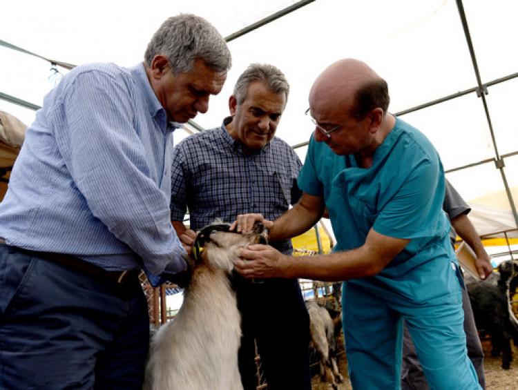 Muratpaşa'da Kurban Bayramı hazırlıkları tamamlandı