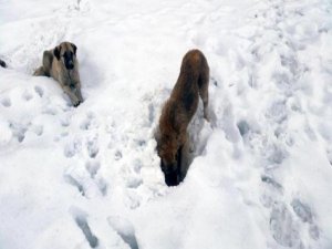 Bursa'da can dostlar unutulmadı