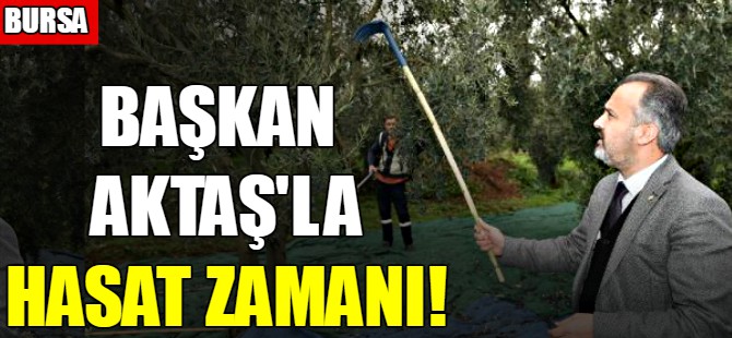Başkan Aktaş'la hasat zamanı!