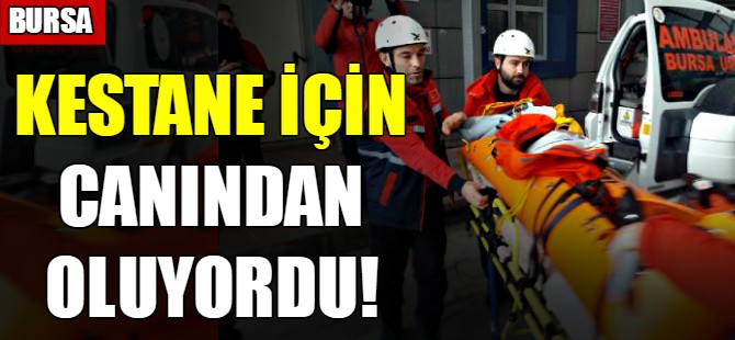 Kestane için canından oluyordu!