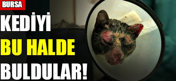 Kediyi bu halde buldular!