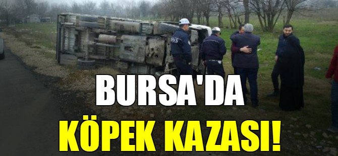 Bursa'da köpek kazası!