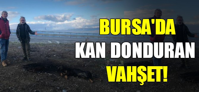 Bursa'da kan donduran vahşet!