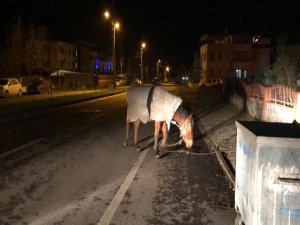 Atı bu halde görenler şoke oldu!