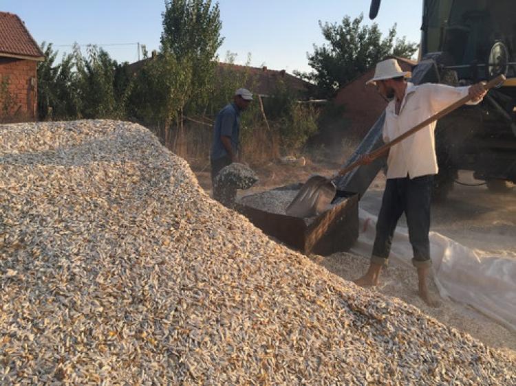 Kilosu tarlada 4, markette 15 lira