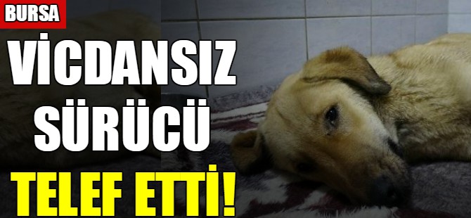 Vicdansız sürücü!