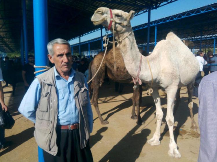 Kurban pazarında deve