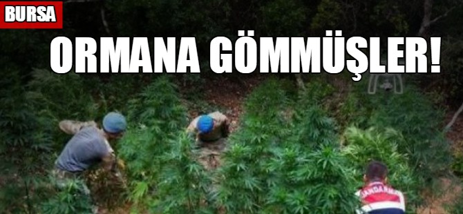Ormanlık alana gömmüşler!