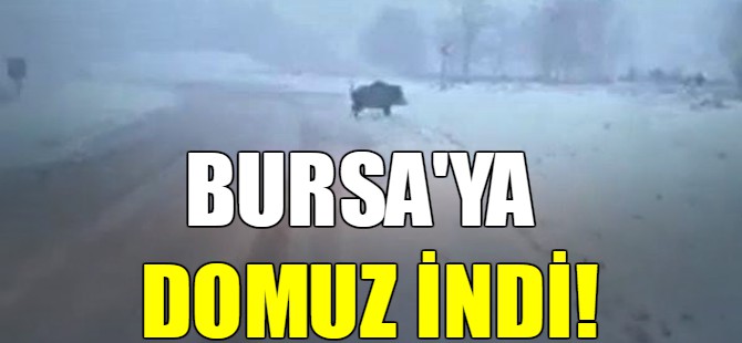 Bursa'ya domuz indi!