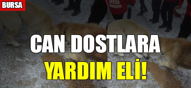 Bursa'da sokak hayvanları unutulmadı