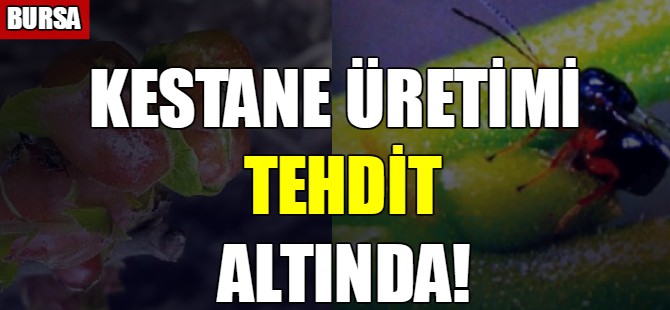 Kestane üretimi tehlike altında!