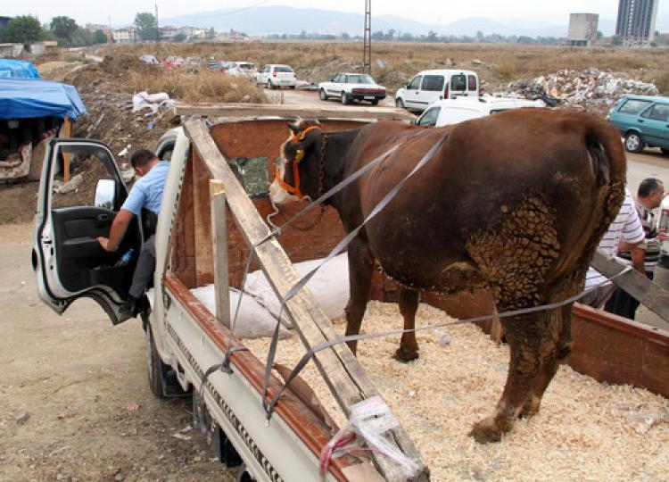 Kurban pazarlarında son gün telaşı