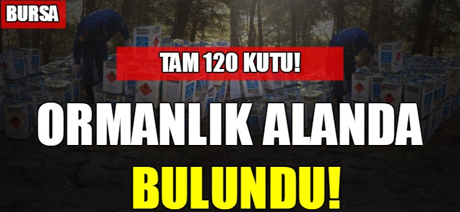 Bursa'da ormanlık alanda bulundu