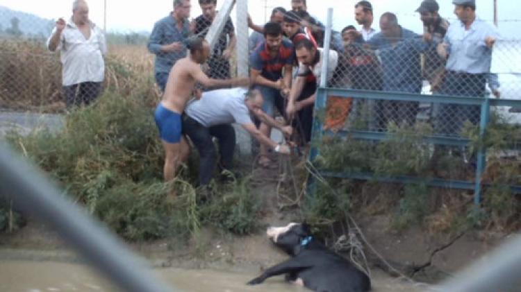 Kaçan kurbanlık, sulama kanalına düştü