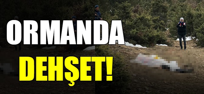 Ormanda dehşet!