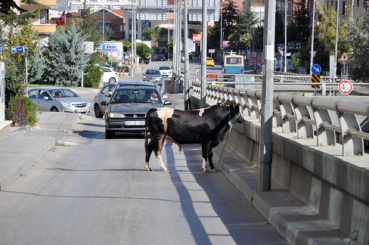 Boğa, önüne gelene saldırdı: 4 yaralı