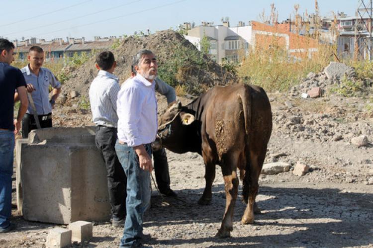 İpini koparıp kaçan tosun gurbetçiye zor anlar yaşattı
