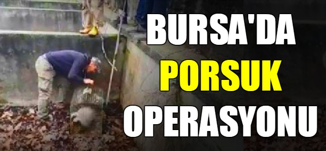 Bursa'da porsuk operasyonu
