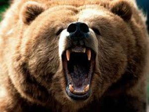 Bursa'da ayılar köye dadandı
